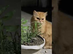 Jerry eating grass from pot