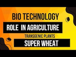 role of bio technology in agriculture super wheat, transgenic plants, bt cotton, golden rice,