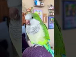 Most Satisfying Noise A Parrot Can Ever make 😍 #asmr #quakerparrot #cuteanimals