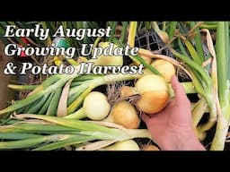 Early August Plot Update & Potato Harvest.