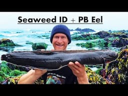 Sustainable Seaweed ID & HUGE EEL on a Fire Maple Stove