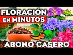 El MEJOR ABONO CASERO para FLORACIÓN en Minutos!! 🌼🌸 Ideal para Plantas y FLORES | Hogar y Jardín