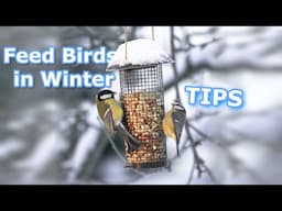 How to Feed Birds in Winter: Best Food & Feeder Tips.