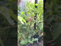 How we trellis our Tomatoes for MAXIMUM PRODUCTION #tomato #organicfarming #farmlife