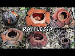 6 Rafflesia Flowers || Borneo Adventure to see World's Biggest Flower