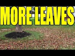 Tall Grass - Fall Clean Up - Mulching Leaves - No Bagging