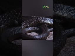 Deadly Snakes -  हिन्दी डॉक्यूमेंट्री #dangerous #snake #wildlifetelecast