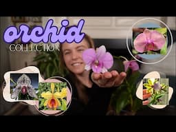 My orchid collection | My intro into orchids (beginner) + collection updates ♡