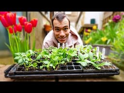 Growing vegetables in a townhouse back garden (+ in my bedroom) - tomatoes, chillies, peas, potatoes