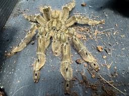 Stromatopelma calceatum, Feather Leg Baboon  rehouse and care