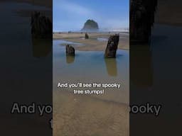 Ghost Forest 👻 on the Oregon Coast! #oregoncheck  #oregoncoast #ancienthistory