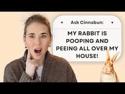 Answering YOUR Rabbit Questions | Ask Cinnabun Episode One!