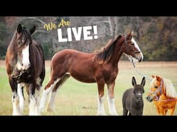 Baby Clydesdale Pregnancy & Pony Update - Oliver, Beauty, Nattie, Daisy AND THOMAS!