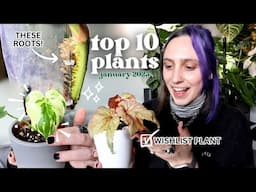 10 thriving plants ✨🪴 my January Favourites