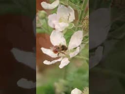 Bees Busy on the Marionberries - Pollination Time!!