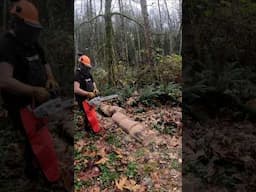 Turning fallen trees into firewood  // trees fell in our driveway using Stihl ms 194T