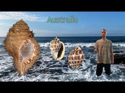 THE BEACH SCAMMED ME OF A DREAM HAIRY TRITON SEASHELL… shell hunting in Australia!