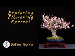 Exploring Flowering Apricot / Ume - Winter Update -  Bonsai Techniques - Baikoen Bonsai Club