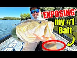 Watch THIS BAIT become my #1 Winter Fishing Weapon!