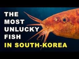 The Insane Fish Situation in South Korea