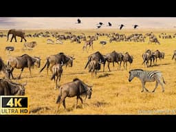 4K African Wildlife: Mole National Park, Ghana - Scenic Wildlife Film With Real Sounds