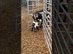 Look at these beautiful babies!! We love Goats!!￼ #family #familyfarm #goat #babies