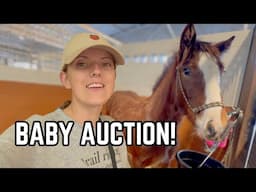 Baby Horse Auction!