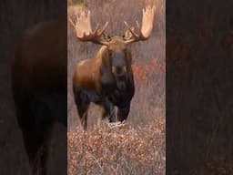 GIANT Yukon Bull Moose!! 🫎🇨🇦