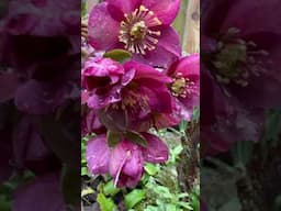 Hellebores in full bloom #gardenerben