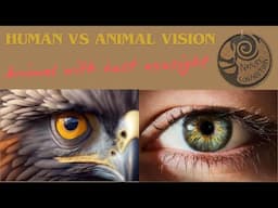 Which animal has the best vision? | Human vs Animal eyesight | Nature Connection