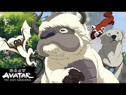 Meet Every Animal Companion in the Avatar Universe! 🐾 w/ Appa & Momo | Avatar: The Last Airbender