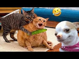 1 HOUR Funniest Dogs And Cats Videos 😅 Cutest Animals Ever!