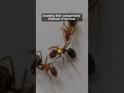 Ants perform life-saving amputations on their nestmates