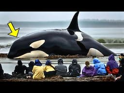 Killer Whale BEGGED For Help! What Happened Next Left Everyone SPEECHLESS!