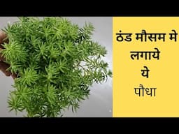 winter में लगाये ये plant/ठंड के मौसम मे लगाये  ये पौधा/