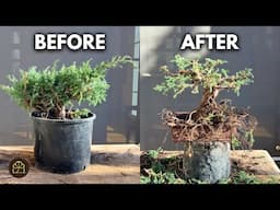 Turn a Garden Juniper into a Bonsai | Step-by-Step Beginner Guide