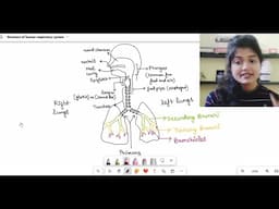 Human Respiratory System Structure ( Anatomy )