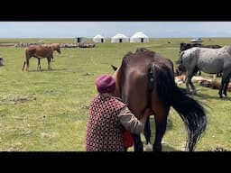 What Nomads do with horses | Life far from civilization