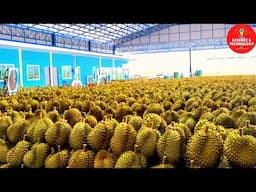 World Largest Durian Plantation, World Largest Importer and Exporter of Durian fruit, Durian Farming