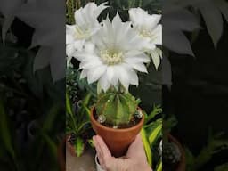 Where Easter Lily cactus blooms | bikolanahardinera #shortvideo #cactus #cacti