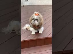 Cutest Shih Tzu Looking for Doggy Friend 🧡🐶 #shorts #shihtzu