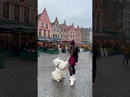 High 5s for Belgium 🇧🇪 #travel #belgium #dogtravel #brussels #bruges