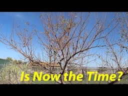 Best Time to Prune? + Q&A  | The Desert Farmer Podcast -  Episode 41