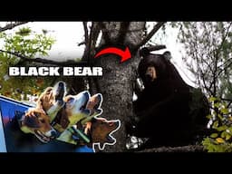 Catching a MONSTER BEAR in New Hampshire! - (Hunting w/ Dogs)