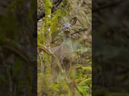 Incredible Wildlife Photography: Up Close with Roe Deer