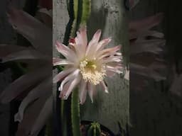 Flor do meu cactus Mandacaru abriu , estou apaixonada