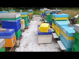 Beekeeping for begginers. Part 10