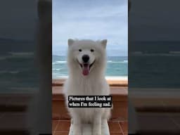 My dog’s funniest photos 😁 #dig #samoyed #funny #pictures