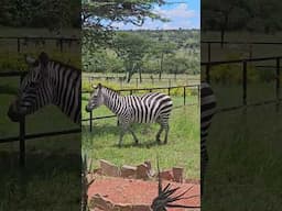 Zebras Enter The Camp! | #Wildlife #ShortsAfrica