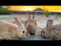 The Only Bunny Island in the World 🏝️🐇 Visiting Japan’s Rabbit Paradise ✨